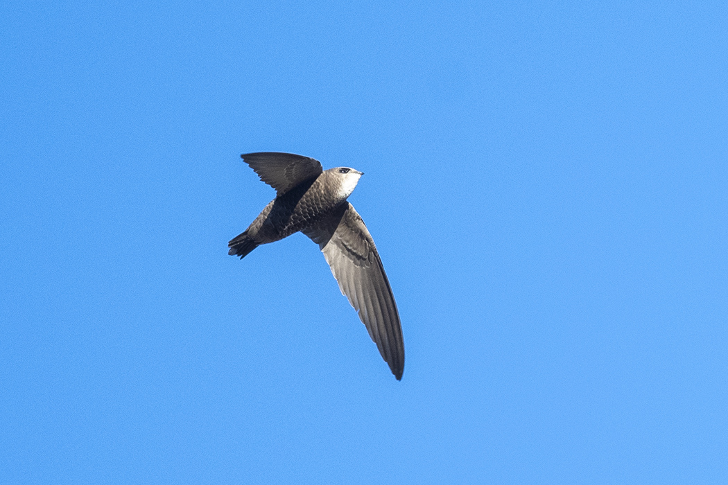 Pallid Swift